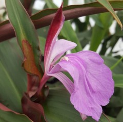 Roscoea purpurea Spice Island