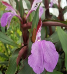 Roscoea purpurea Spice Island