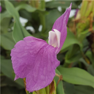 Roscoea purpurea var. gigantea