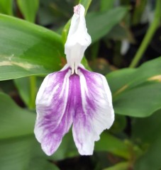 Roscoea Wisley Amethyst