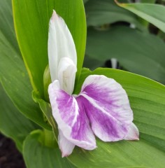 Roscoea Wisley Amethyst