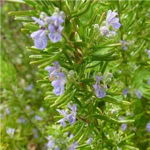 Herb Rosemary Miss Jessops Rosmarinu officinalis