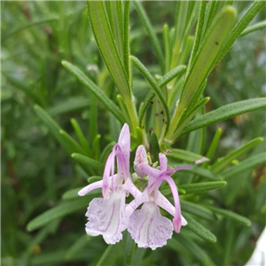 Herb Rosmarinus officinalis Rosea