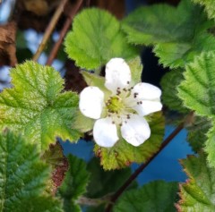 Rubus pectinellus var. trilobus BSWJ1669b