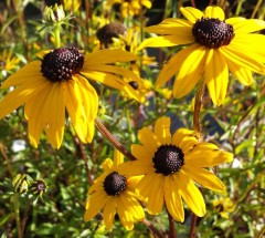 Rudbeckia fulgida