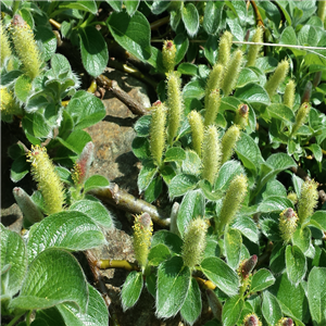 Salix nakamurana Yezoalpina