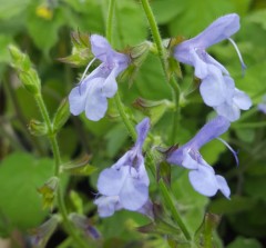 Salvia African Skies