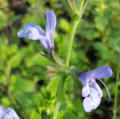 Salvia African Skies