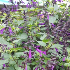 Salvia Purple and Bloom