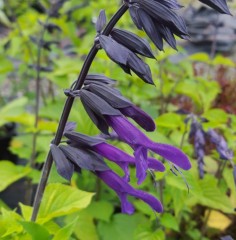 Salvia Purple and Bloom