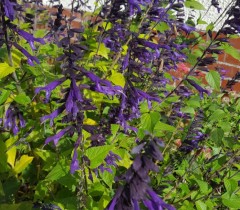 Salvia Purple and Bloom