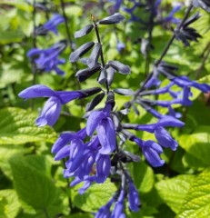 Salvia guaranitica Black and Blue