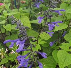 Salvia guaranitica Black and Blue