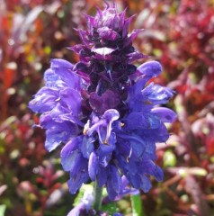 Salvia Blue Marvel