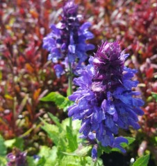 Salvia Blue Marvel