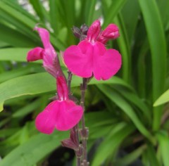 Salvia microphylla Cerro Potosi