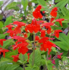 Salvia coccinea Lady In Red