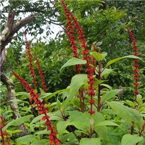 Salvia confertiflora