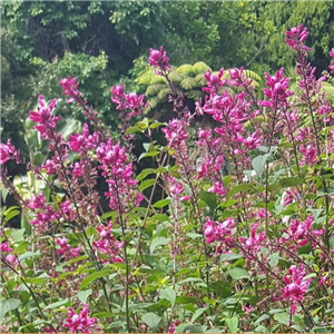 Salvia involucrata Bethellii