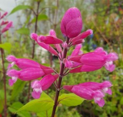 Salvia involucrata Bethellii