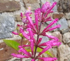 Salvia involucrata Bethellii