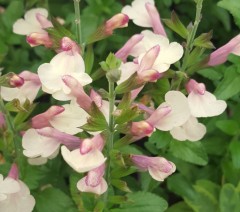 Salvia La Mancha