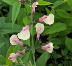 Salvia La Mancha