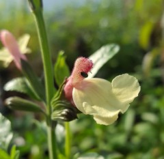 Salvia La Mancha