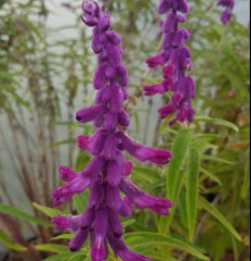 Salvia leucantha Santa Barbara