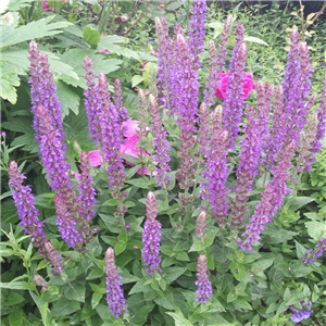 Salvia nemenosa Blue Queen