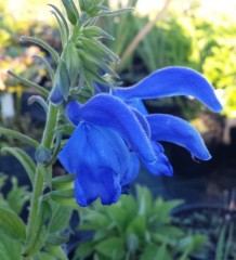 Salvia patens