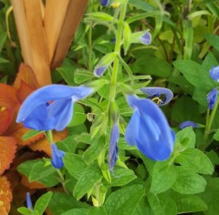 Salvia patens Cambridge Blue