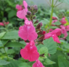 Salvia Pennys Smile