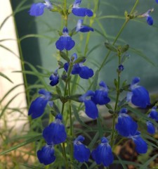 Salvia reptans West Texan Form