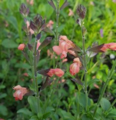 Salvia Saint Jean de Beauregard