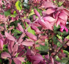 Salvia Salmia Dark Purple