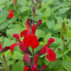 Salvia Silkes Red