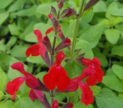 Salvia Silkes Red