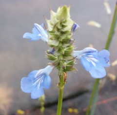 Salvia ulignosa