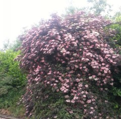 Sambucus nigra Black Beauty