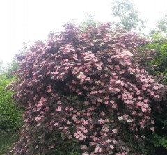 Sambucus nigra Black Beauty