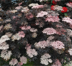 Sambucus nigra Black Beauty