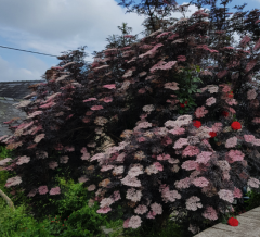 Sambucus nigra Black Beauty