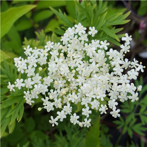 Sambucus nigra Laciniata