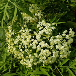 Sambucus nigra Laciniata