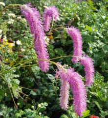 Sanguisorba tenuifolia Big Pink