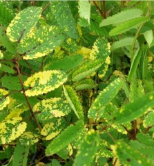 Sanguisorba officinalis Lemon Splash