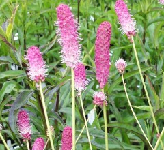 Sanguisorba officinalis Pink Tanna