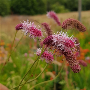 Sanguisorba tenuifolia Pink Elephant