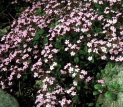 Saponaria ocymoides